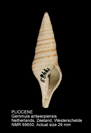 PLIOCENE Gemmula antwerpiensis.jpg - PLIOCENEGemmula antwerpiensis(Vincent,1890)